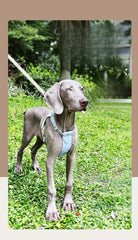 Premium Leather Dog Leash โ 4 Colors